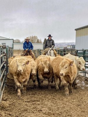 two men on horseback wearing cowboy hats ride behind a group of tan bulls in an aisle between green metal livestock fencing.