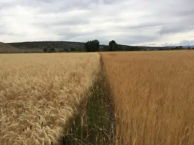 field of grass, with a lighter tan grass on one side separated from a darker tan grass on the right, separated by a thin ribbon of green. The field stretches toward dark trees and a low hill beneath cloudy skies.