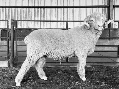 black and white photo of a sheep with curled horns standing beside a fence in a pen