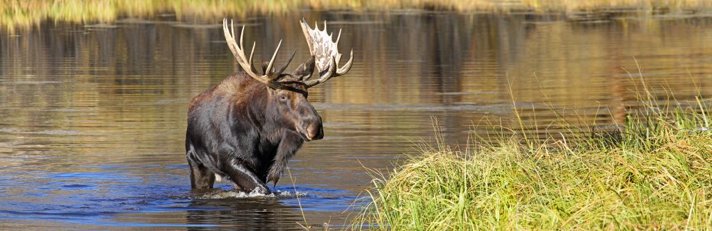Moose in a river and walking towards the river bank.
