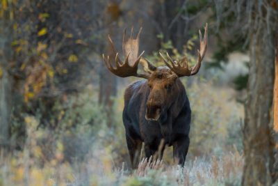 Moose standing in a wooded area in Wyoming