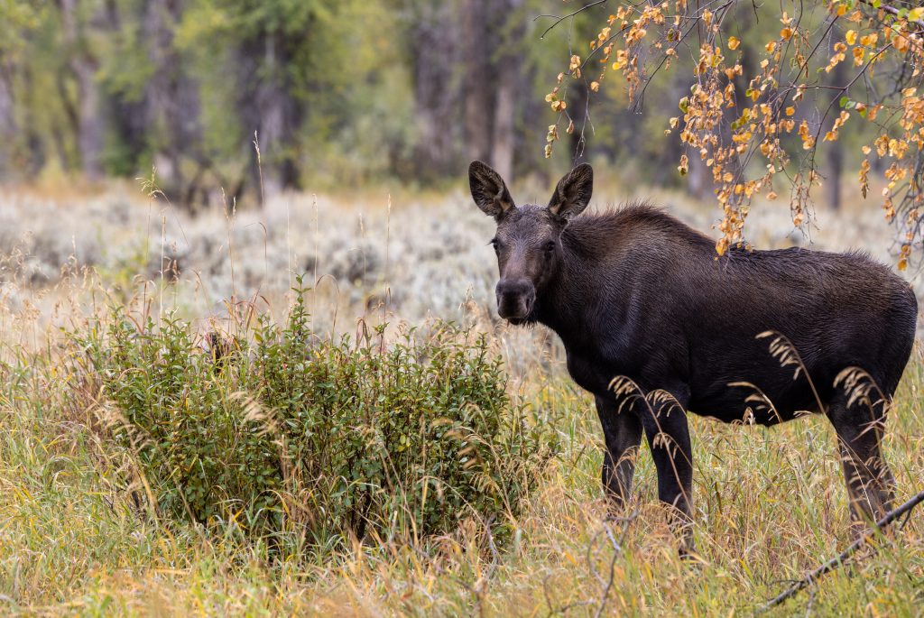 Female cow moose standing in a clearing in a forest.