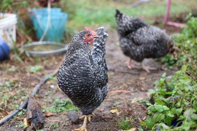 black and white speckled chicken stands in the foreground with another chicken and scenery behind it blurred out. The ground is wet and there is a hose, chunk of wood, and patch of greenery beside the chicken. 