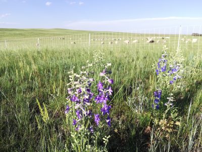 Purple larkspur plants growing in a green meadow in front of a fence with sheep on the other side