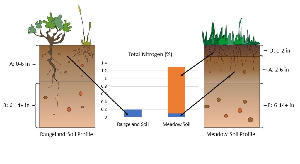 Nitrogen levels in rangeland and meadow soils.