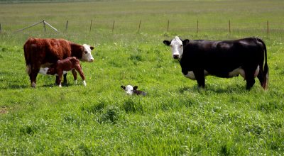 reddish brown and white calf nurses beside black and white cow and calf in a fenced pasture of green grass.