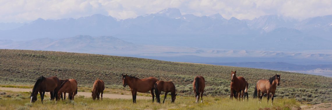 ten brown horses with darker manes and tails graze grassy vegetation in front of a mountain range capped with puffy white clouds.