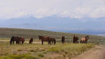 ten brown horses with darker manes and tails graze grassy vegetation in front of a mountain range capped with puffy white clouds.