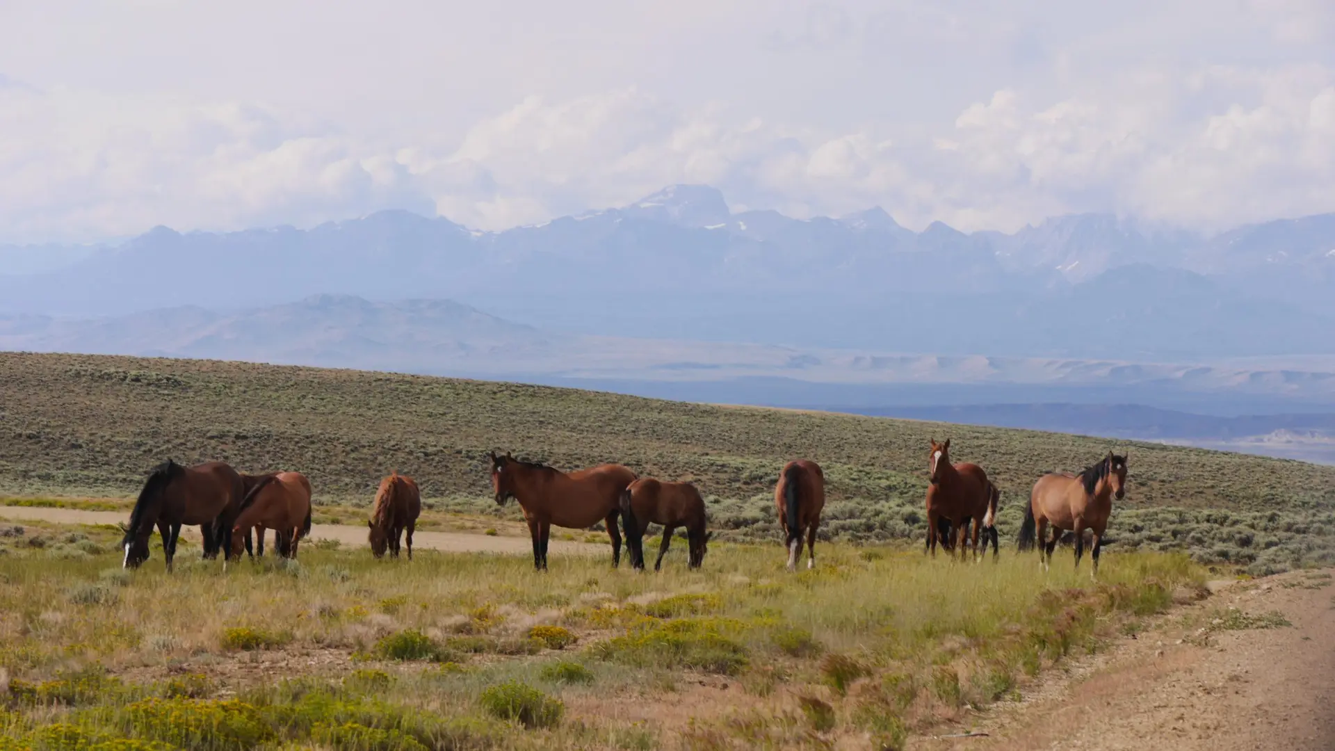 ten brown horses with darker manes and tails graze grassy vegetation in front of a mountain range capped with puffy white clouds.