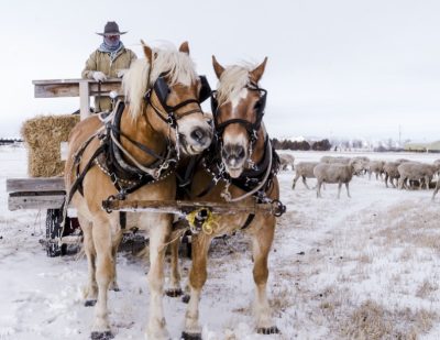 two light brown horses with light mains pull a wagon with a man wearing a cowboy hat and winter gear and load of hay bales through a snowy field. A flock of sheep is in the background.