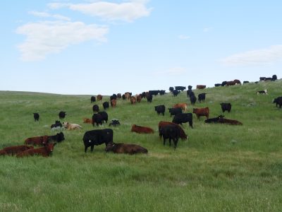 herd of black, brown, and tan cows sitting or grazing in a green pasture with pale blue sky above