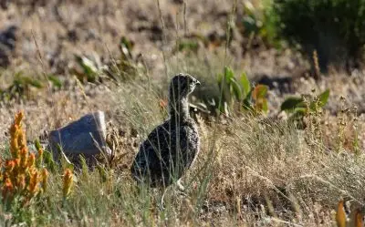 sage-grouse chick stands alone next to a rock in its native sagebrush habitat, surrounded by grasses, green plants, and an orange wildflower