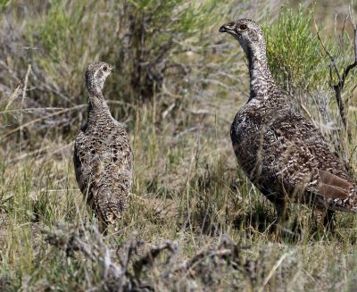 juvenile and adult sage-grouse blend into greens and browns of their native sagebrush habitat 
