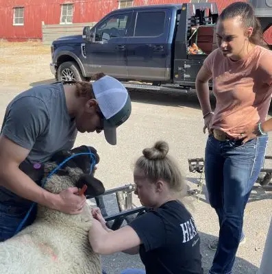 man wearing baseball cap holds sheep with blue rope around its nose while a woman wearing a black T-shirt uses a needle to inject the sheep. A woman wearing a coral-colored shirt and jeans watches wit her hands on her hips.
