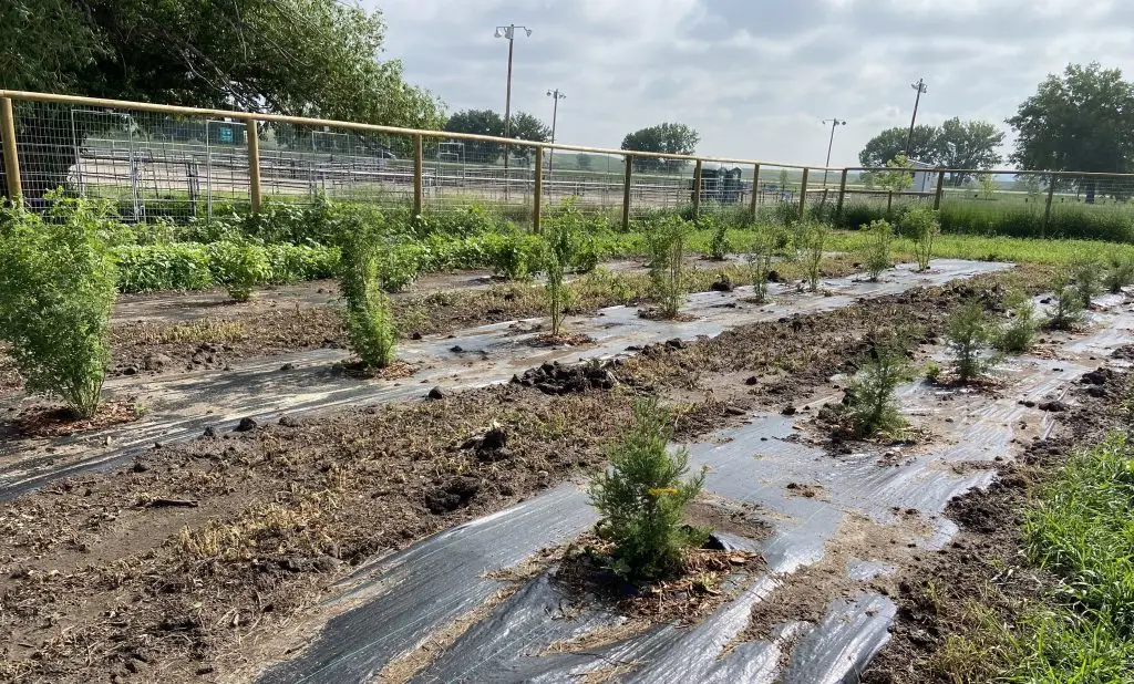 three parallel rows of small trees poking up from strips of black plastic and surrounded by a fence made of wood posts and wire mesh