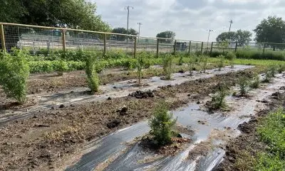three parallel rows of small trees poking up from strips of black plastic and surrounded by a fence made of wood posts and wire mesh