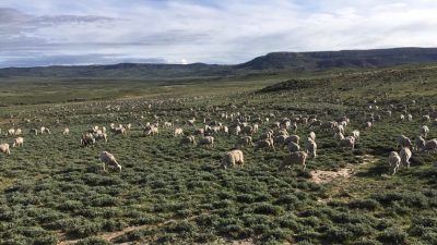 large flock of sheep grazing in green sagebrush with mountains in the distance.