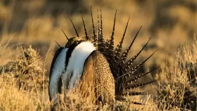 Male sage-grouse with tail fanned out stands in sagebrush displaying white chest feathers