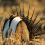 Hunting a Declining Species: What Does Science Say about Sage-grouse Harvest?