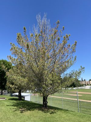 An evergreen tree. Most of the top branches are thinning, turning brown, or have no needles. 