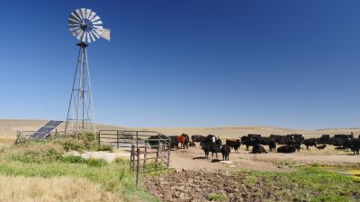 A herd of black cattle laying down to the right of a windmill