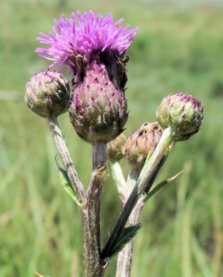 purple bloom of an invasive Canada thistle