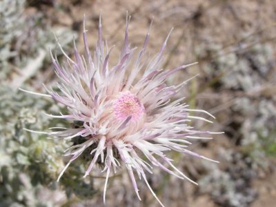 close-up photo of a pale pink and white Wyoming thistle