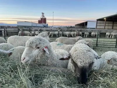 sheep eating hay from a wooden bunk in an area surrounded by green metal fencing with two barns nearby. The photo was taken at sunset.