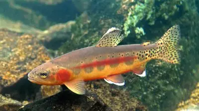 A yellow and gray fish with spotted tail and top fin, red line along its side, and red gill area.