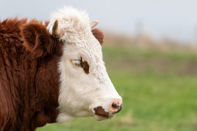 A side profile of a Hereford bull. Its head is mostly white, with a few splotches of brown fur. It has short curved horns and is fairly fuzzy.