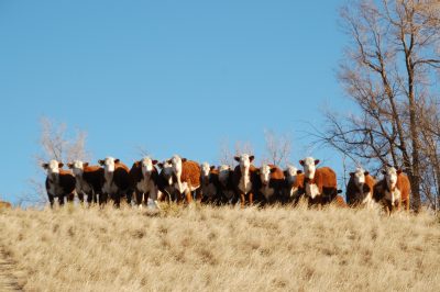 A herd of brown and white cows standing on a hillside.