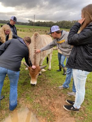 Five meat judging students pet a brown cow.