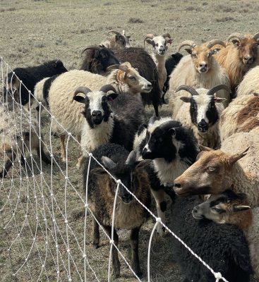 Several rams and sheep behind a fence.