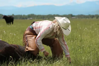 A woman in a cowboy hat and chaps leans down next to a downed cow.