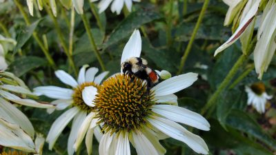 A closeup of a bumblebee on a white flower.