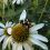UW Researcher Receives NSF Grant to Study Aging in Life Cycle of Bees