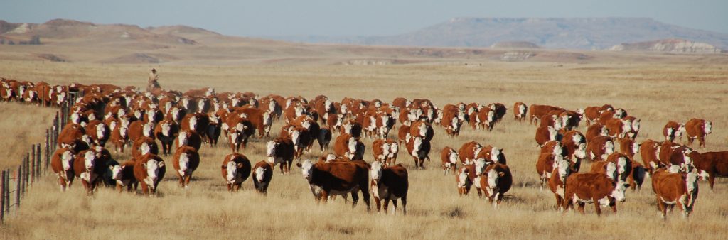 Brown and white cattle being herded by a person on a horse with a cowboy hat. There are foggy mountains in the background. 
