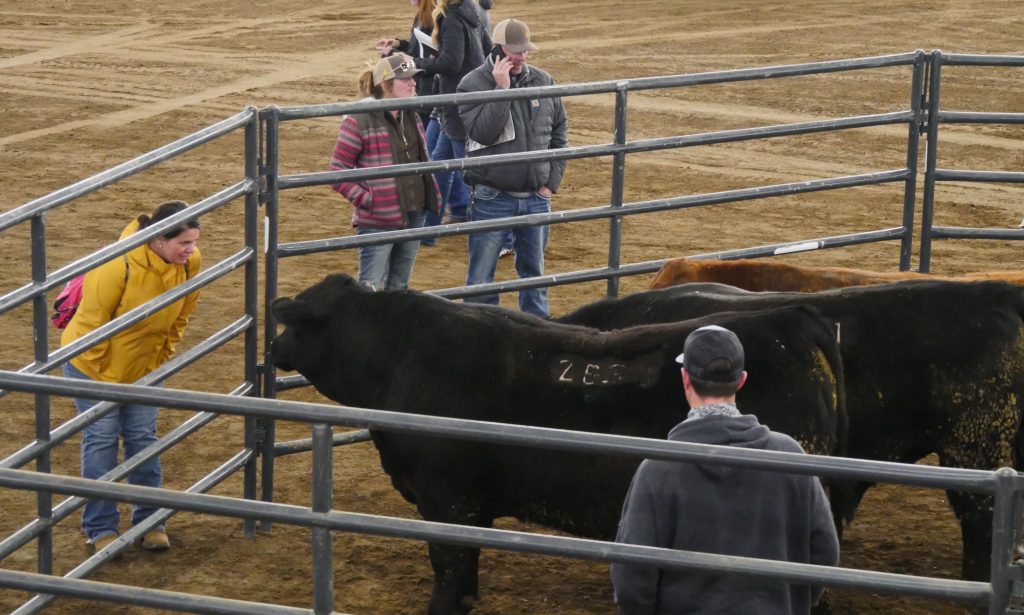 group of people stand and look at brown and black cattle in a pen enclosed by gray metal fencing