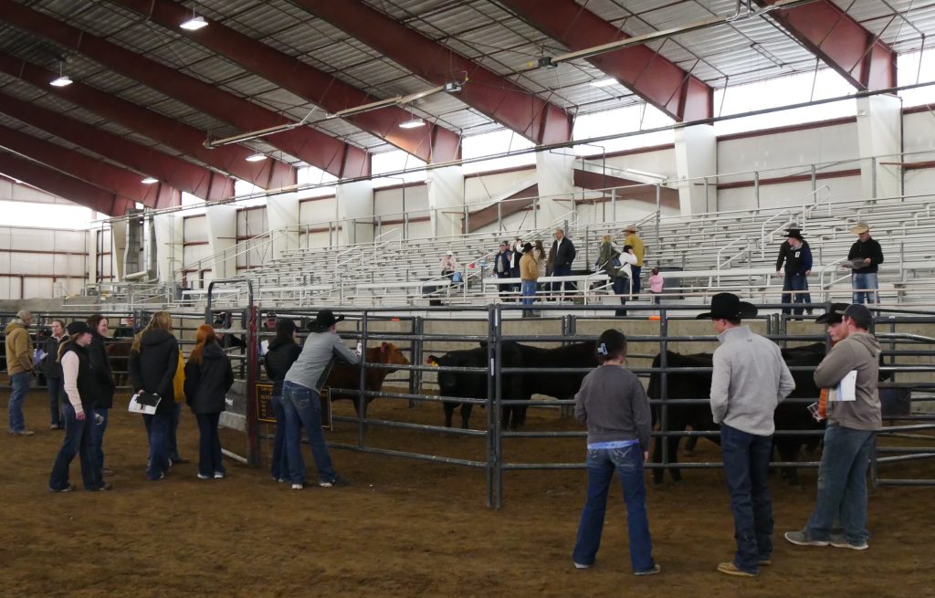 crowd of people facing away from the camera look at brown and black cattle in an enclosed pen in an indoor arena with bleachers in the background