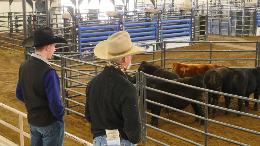 young man and older man wearing cowboy hats and facing away from the camera look at black and brown cattle surrounded by metal fencing.