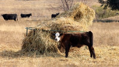 A black calf with a white face eating a pile of hay. 