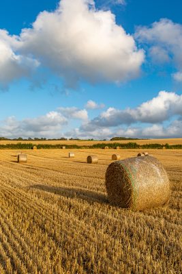 A hay field with several round bales dotting the landscape under a blue sky. 