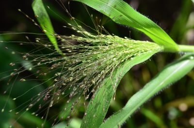 A close up of a grass inflorescence. It is bright green and hairs are visible on its leaves. The flowers bush out in a cone like shape from its base just by the leaf.