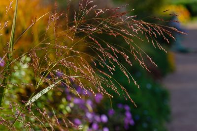 A close up of a grass inflorescence. It has an airy structure with red flower that droop sideways. 