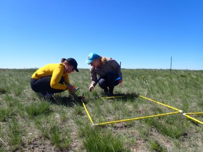 Two people crouch in a field, putting a spike in the corner of a one square meter PVC test plot.