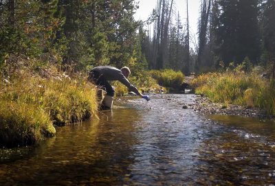 man wearing waders stands at the edge of a creek surrounded by trees and drops tracer dye into the water to track flow.