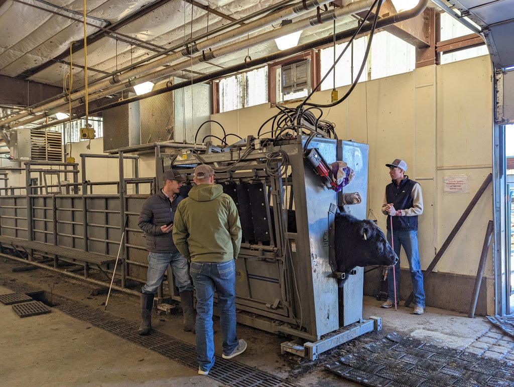three men stand around a metal contraption used to weigh cattle, in this case a black Angus bull
