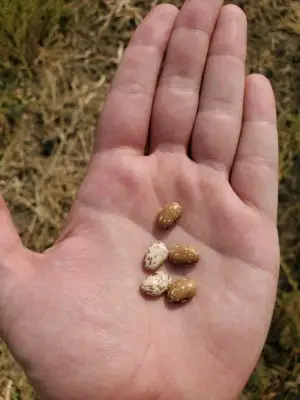 A hand holding five small brown beans speckled with white.