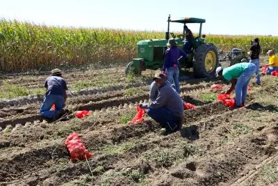 group of people gather potatoes in a field, placing them in red bags while a man drives a green tractor past them