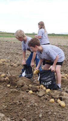 Three kids bending down to grab potatoes from furrowed dirt. They are harvesting the potatoes into black bags that say "University of Wyoming SAREC". 